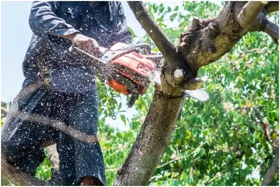 tree services Blacksburg